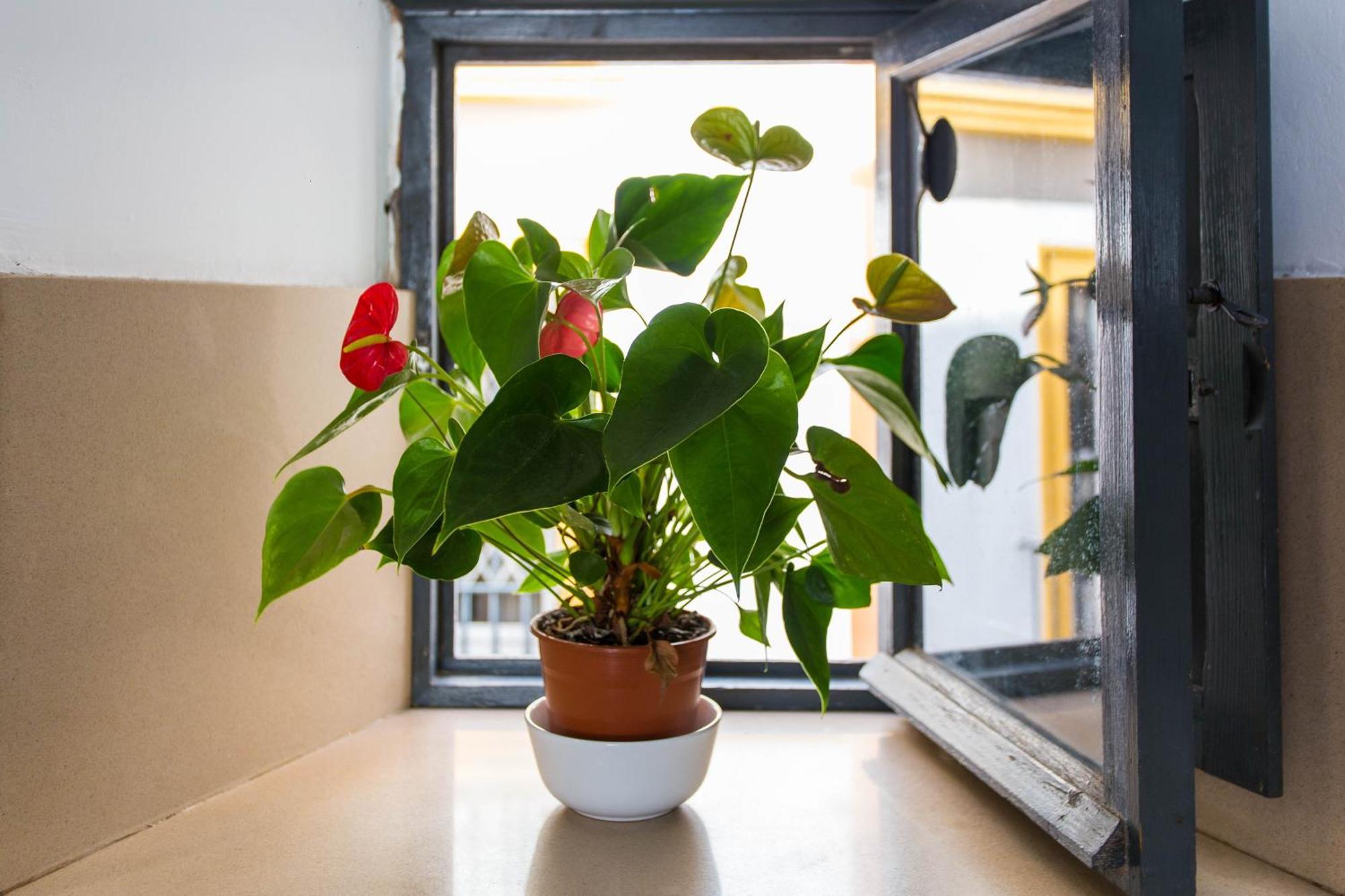 Appartement Corral Del Conde